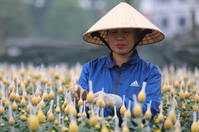  Người dân làng hoa Đông Cương, TP Thanh Hóa tất bật vụ Tết