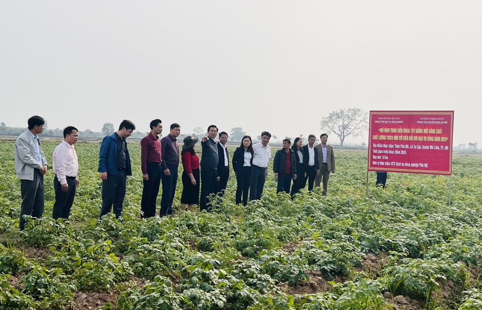  Giám đốc Sở NN&PTNT Hà Nội Nguyễn Xuân Đại khảo sát, đánh giá mô hình trồng khoai tây vụ Đông 2024 tại xã Tự Lập, huyện Mê Linh. Ảnh: Ánh Ngọc