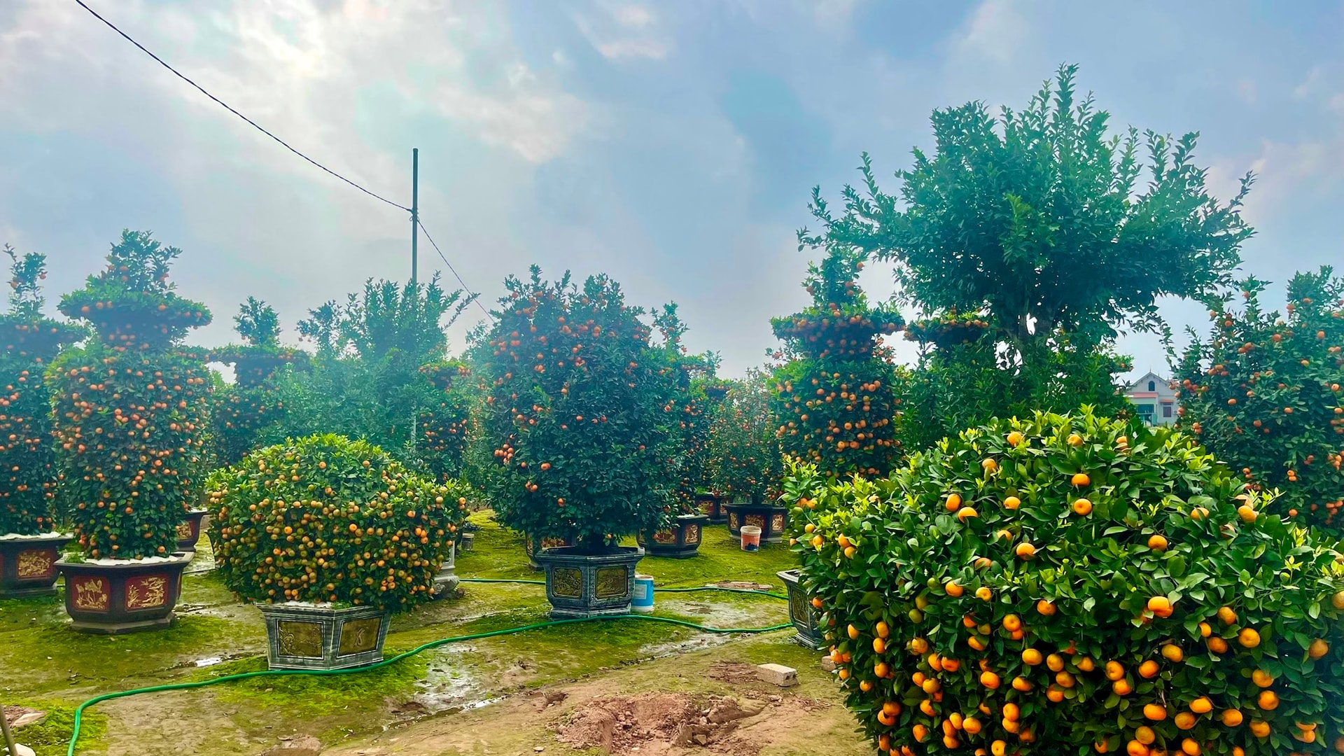  Anh Nguyên Văn Hoàng cho biết người dân Văn Giang làm cả năm nhưng chỉ chờ đợi thu hoạch trong một mùa nên ai cũng hi vọng sẽ có một mùa bội thu.