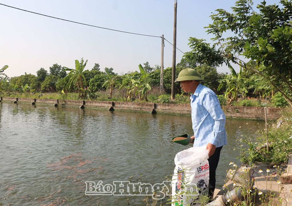  Trang trại tổng hợp của anh Phan Giang Ðông, xã Việt Hòa (Khoái Châu)