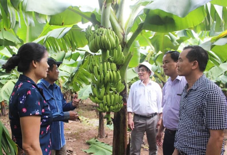  Mô hình trồng chuối theo hướng VietGAP ở xã Vân Nam (huyện Phúc Thọ) cho hiệu quả kinh tế cao. Ảnh: Ánh Ngọc