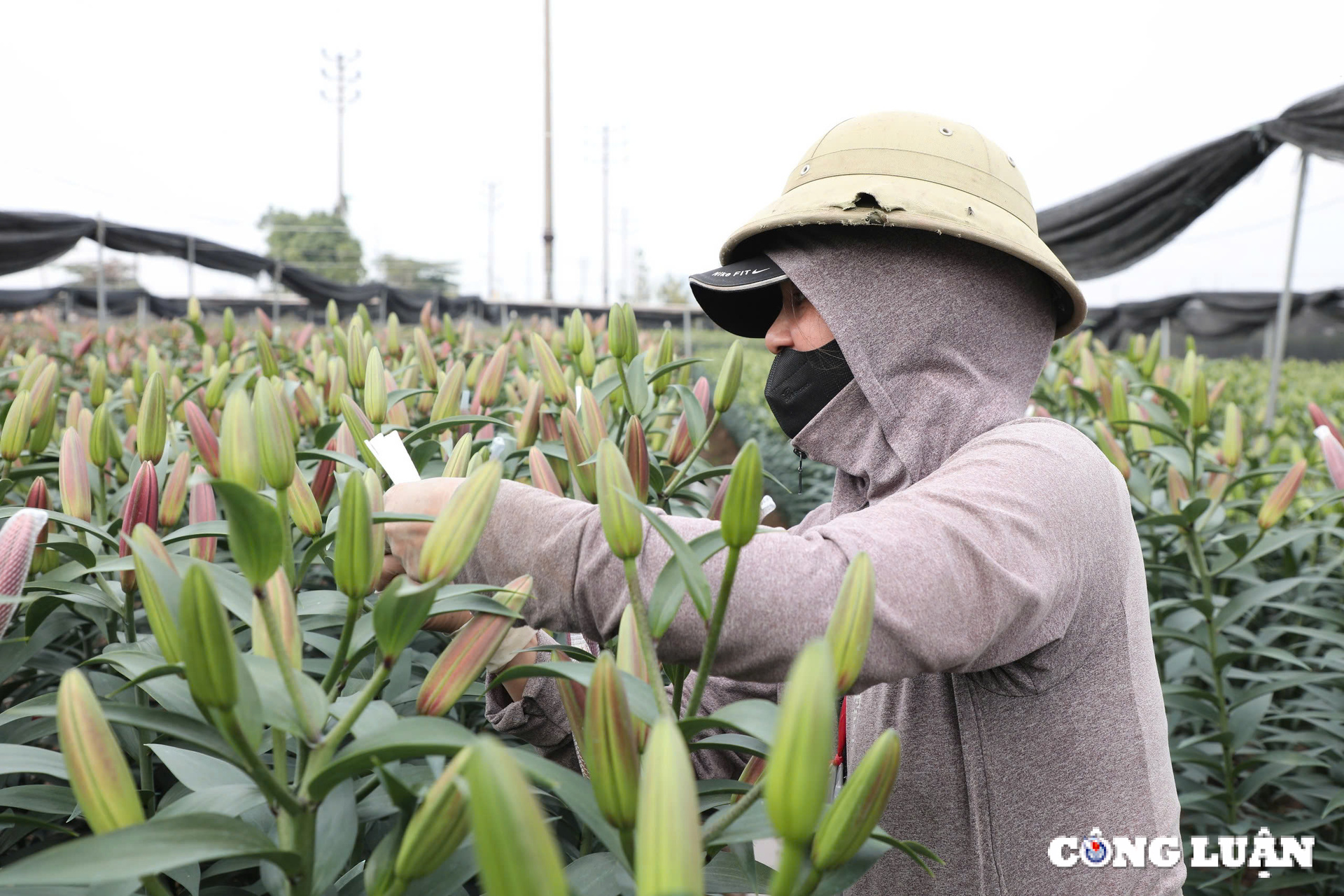  Chị Oanh cho biết thêm, nhà chị có 3 sào trồng hoa ly, ngoài ra gia đình còn thuê thêm đất để trồng hoa cúc vàng và hoa hồng. Thời tiết cận Tết hửng nắng khiến hoa nở sớm hơn dự kiến, dẫu vậy đến sát Tết thì gia đình chị vẫn có hoa dự phòng để bán.