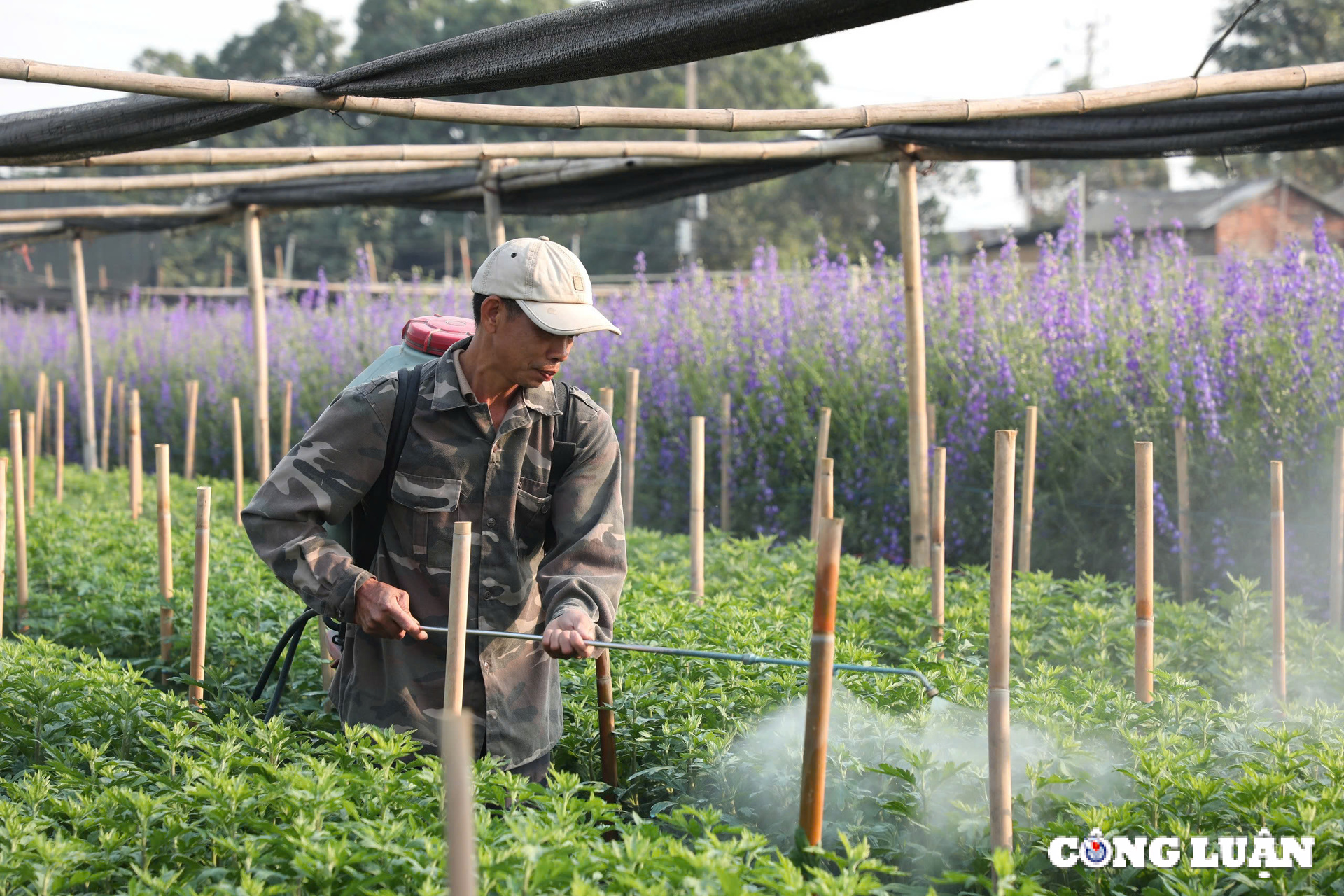  Tây Tựu là một trong những địa phương cung ứng hoa ra thị trường lớn nhất tại Miền Bắc. Nơi đây còn trồng các loại hoa truyền thống thường sử dụng trong dịp Tết Nguyên đán hàng năm như hoa ly, hoa cúc, hoa hồng, violet… Trong ảnh là hình ảnh người nông dân đang phun thuốc, chăm sóc hoa để hoa nở đúng dịp Tết cổ truyền 2025.