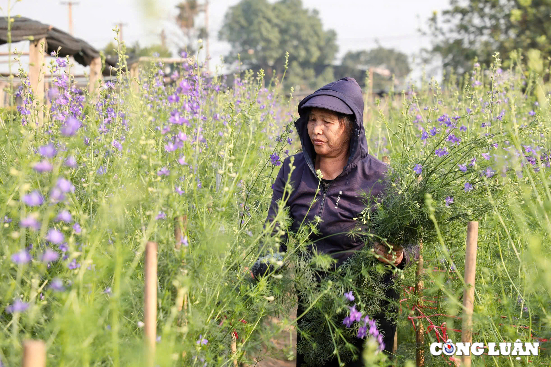  Càng cận Tết Nguyên đán 2025, người dân làng hoa Tây Tựu lại càng bận rộn hơn bao giờ hết. Từ bấy lâu nay, người dân nơi đây vẫn luôn gìn giữ và phát triển nghề trồng hoa truyền thống này.