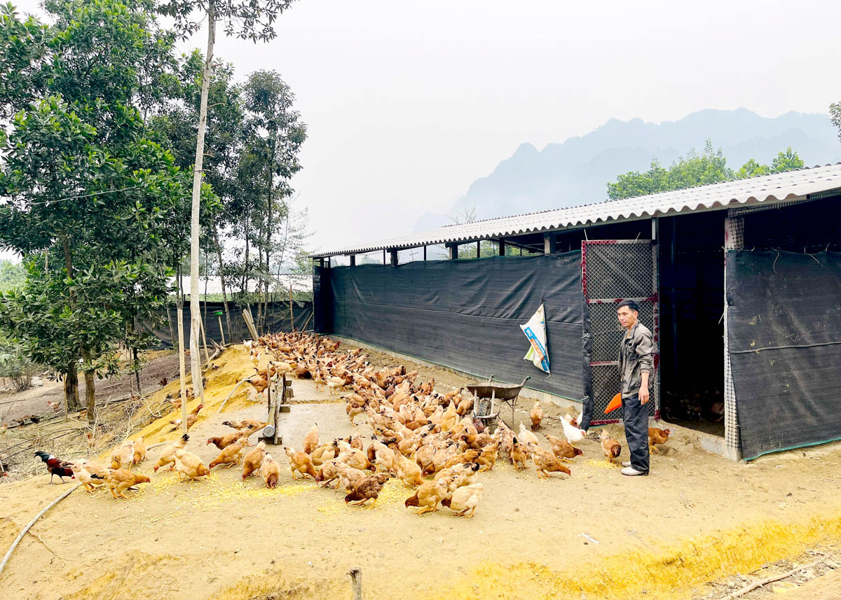  Anh Lê Văn Điếng, thôn Tân Phong, xã Ngọc Linh chăm sóc đàn gà.