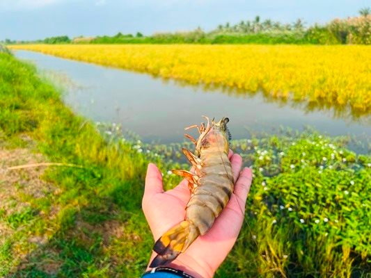Tôm nuôi theo mô hình lúa - tôm đạt hiệu quả cao