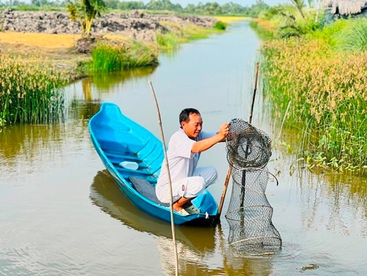 Nông dân Cà Mau đặt lú thu hoạch tôm