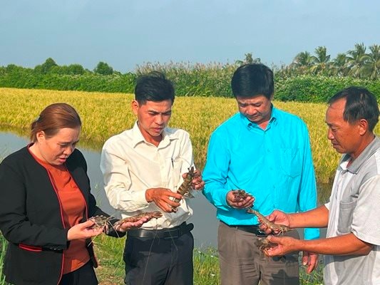 Ngành chức năng địa phương đánh giá tính hiệu quả của mô hình lúa - tôm