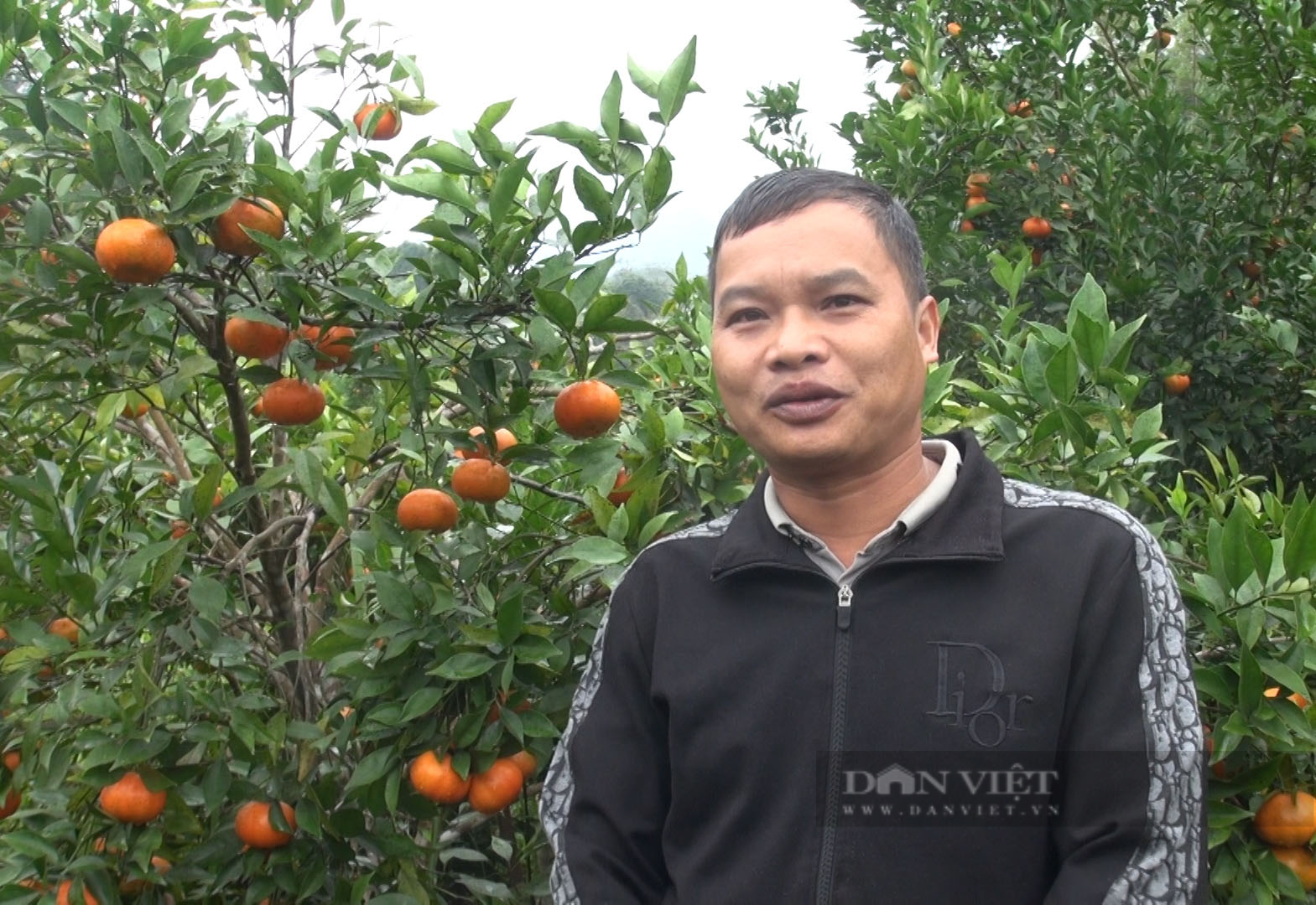 Anh Nông Văn Đô, thôn Nà Khun, xã Cường Lợi, huyện Na Rì, tỉnh Bắc Kạn chia sẻ về việc trồng cam đường Canh của gia đình. Ảnh: Chiến Hoàng