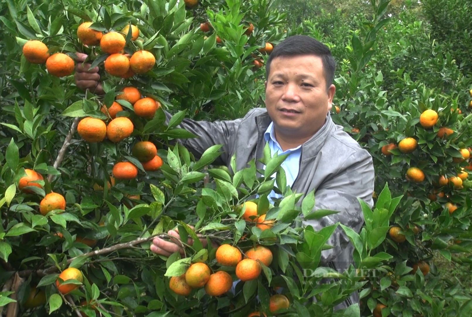 Ông Vũ Việt Bắc, Chủ tịch Hội Nông dân huyện Na Rì tại vườn cam của hội viên nông dân Nông Văn Đô. Ảnh: Chiến Hoàng