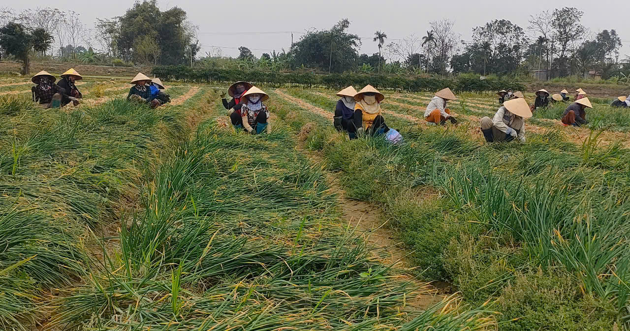  Nông dân xã Dũng Tiến, huyện Vĩnh Bảo, TP Hải Phòng đang thu hoạch hành bán. Ảnh: PV.