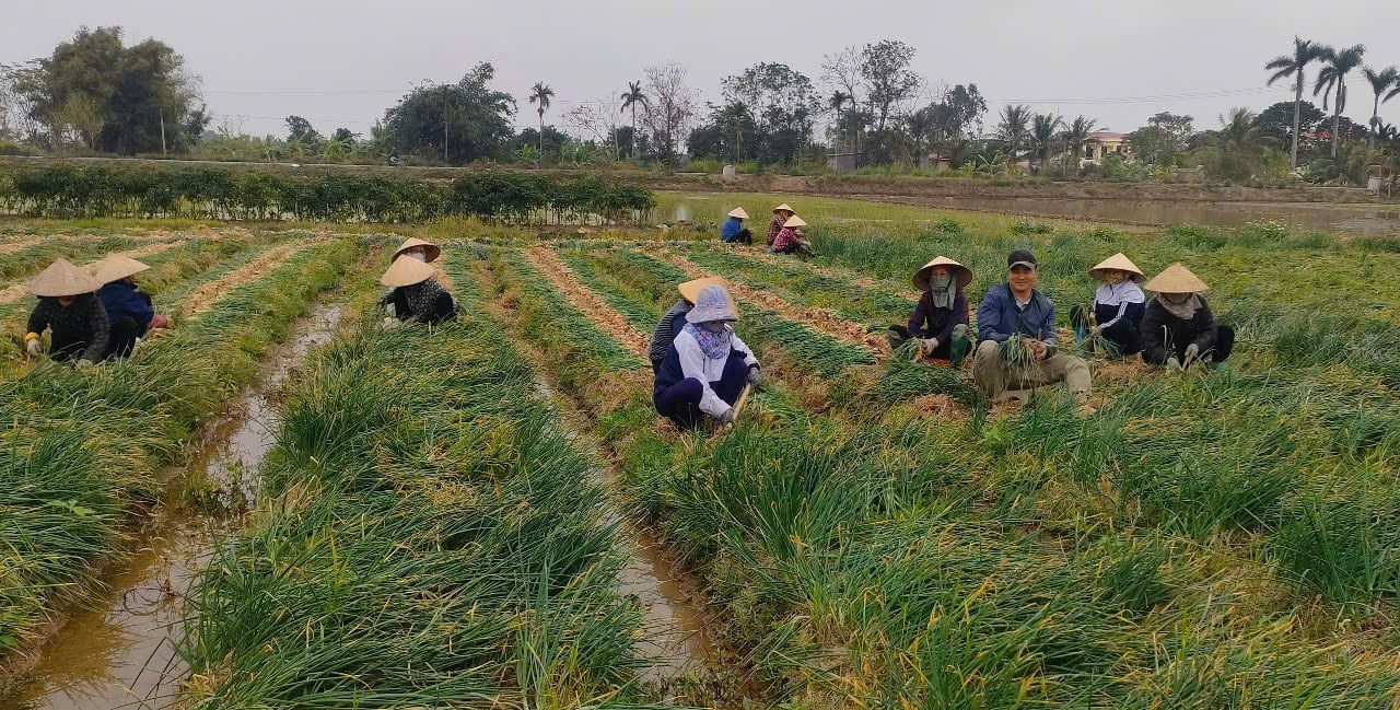  Gần như cả làng ra đồng thu hoạch cây hành, năm nay hành củ to. Ảnh: PV.