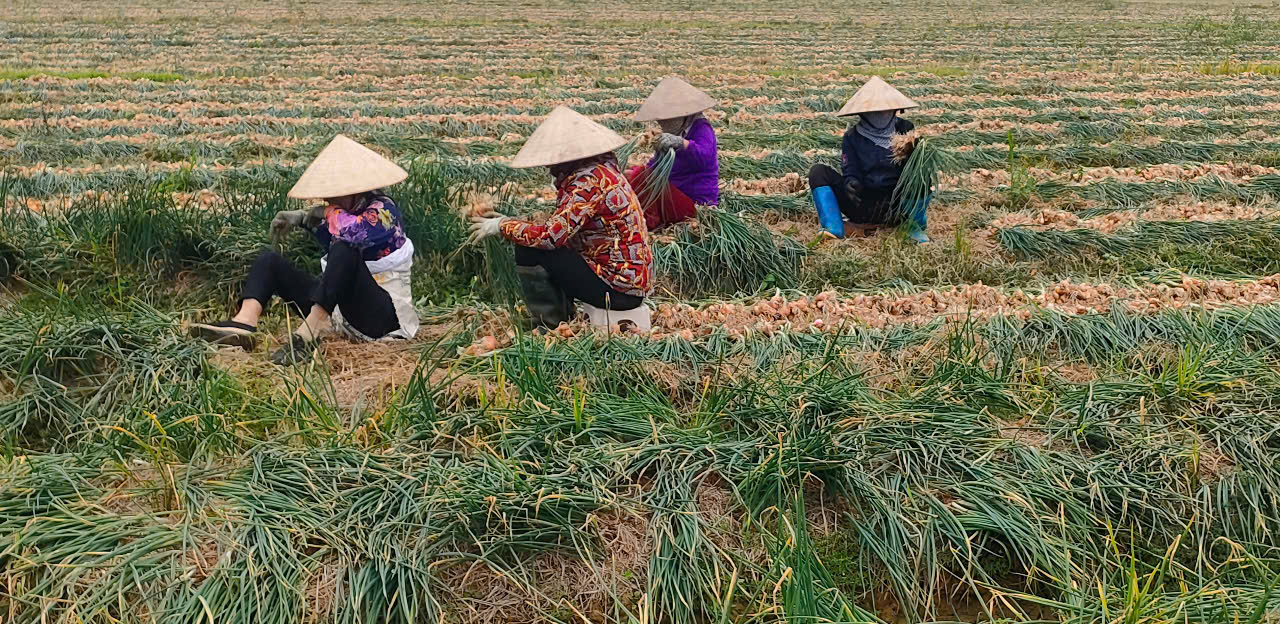  Cây hành khá phù hợp với đồng đất cát thịt của xã Dũng Tiến, huyện Vĩnh Bảo, TP. Hải Phòng. Ảnh: PV.