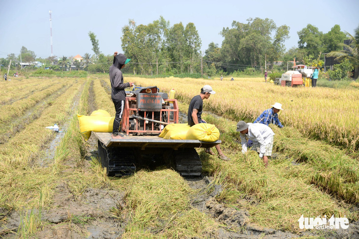  Nông dân các huyện phía đông của tỉnh Tiền Giang đang thu hoạch lúa đông xuân, hiện giá lúa giảm khoảng 2.000 đồng/kg so với năm trước - Ảnh: M.T.