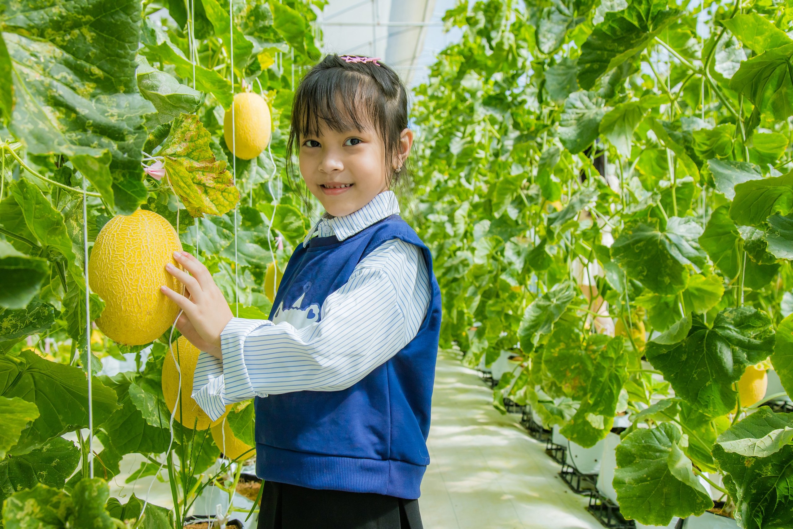  Một bé gái đang lựa dưa lưới hoàng kim tại DNo Farm mô hình du lịch nông nghiệp nổi bật tại xã Đắk Nia, thành phố Gia Nghĩa, tỉnh Đắk Nông. 