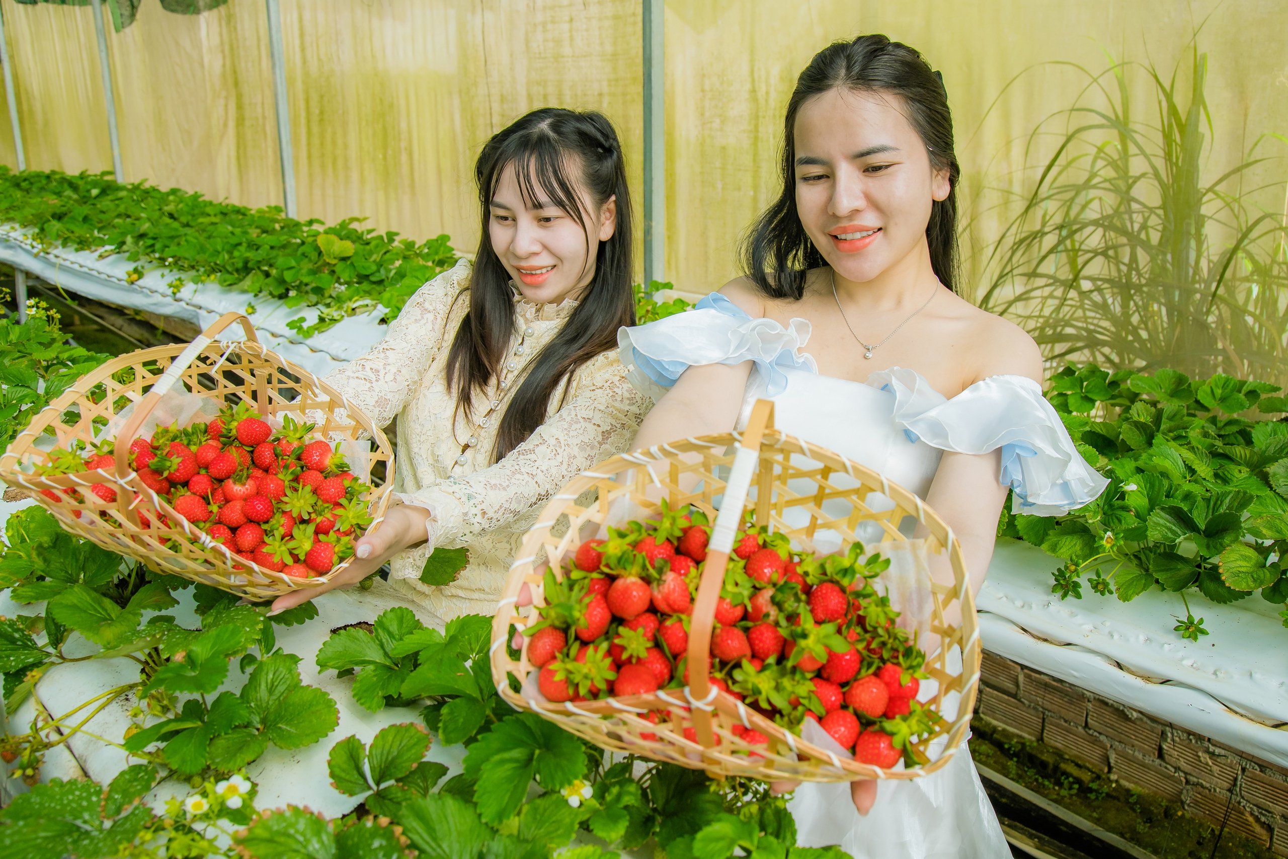  Chị Trịnh Ngọc Hà cùng người thân rạng rỡ khoe những giỏ dâu tây chín mọng vừa thu hoạch tại DNo Farm.