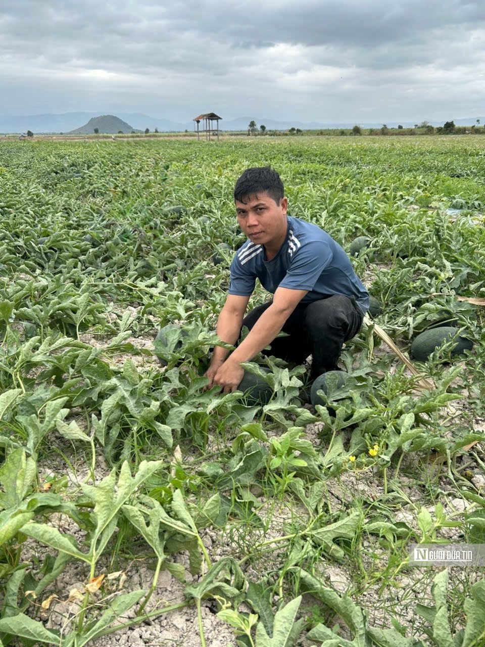  Anh Ksor Út cho biết, thương lái mua quả loại 1 với giá 6.000 đồng/kg, quả loại 2 chỉ 4.000 đồng/kg.