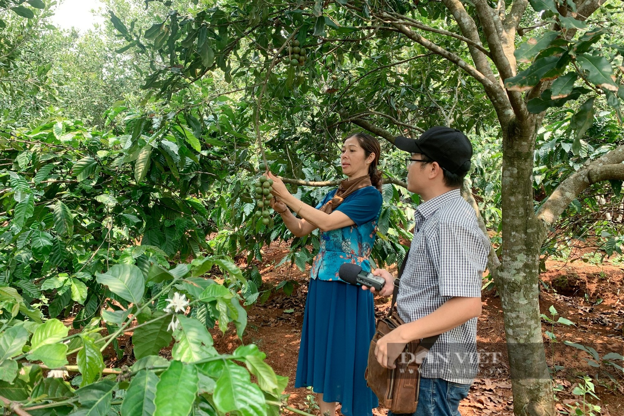  Bà Thị Nớ đang hái quả mắc ca (một loại hạt có giá trị dinh dưỡng cao, thường được gọi là 'nữ hoàng của các loại hạt').