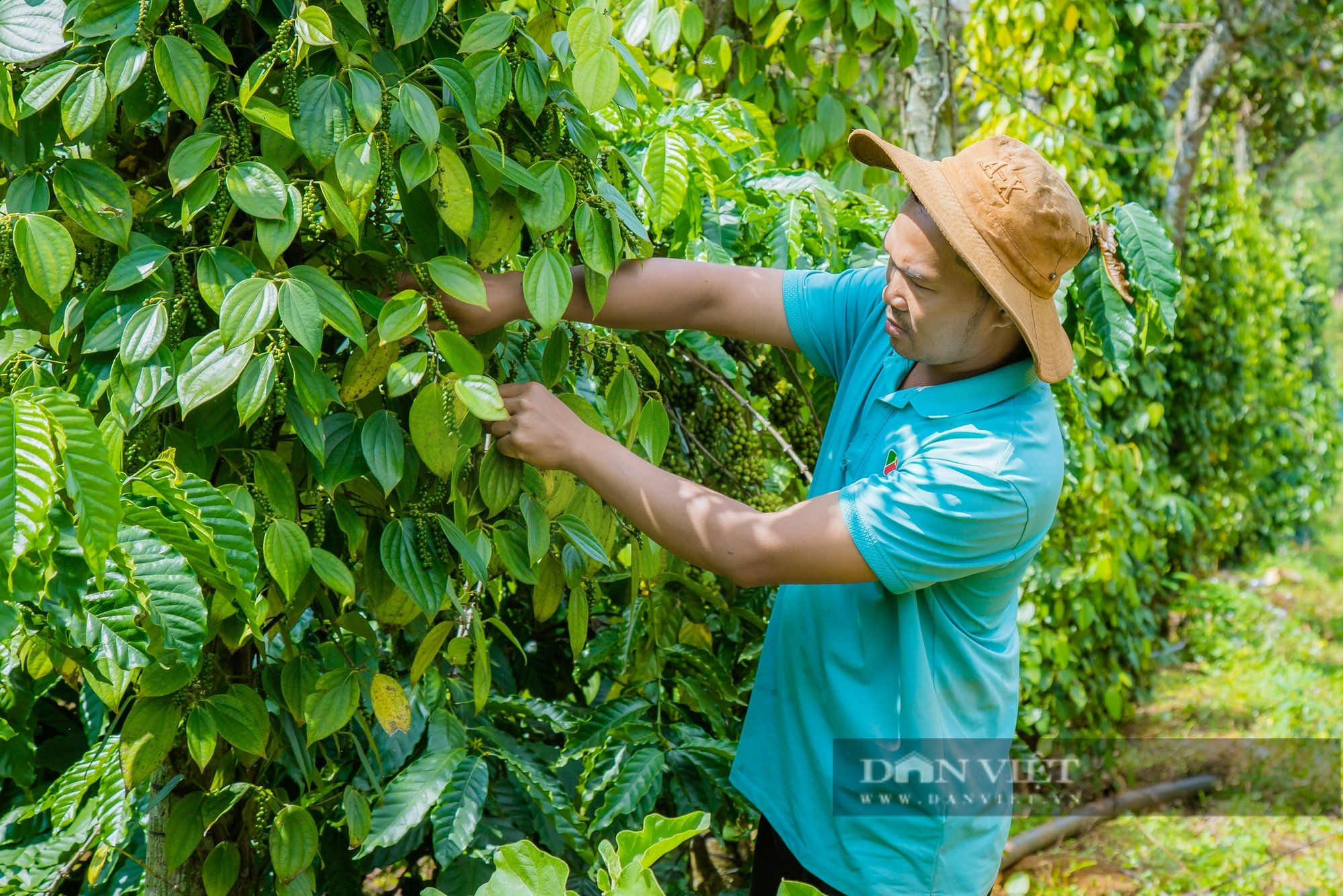  Ông Điểu Suynh, Trưởng bon Bu N'doh, đang kiểm tra tình trạng sâu bệnh của hồ tiêu trước vụ thu hoạch.