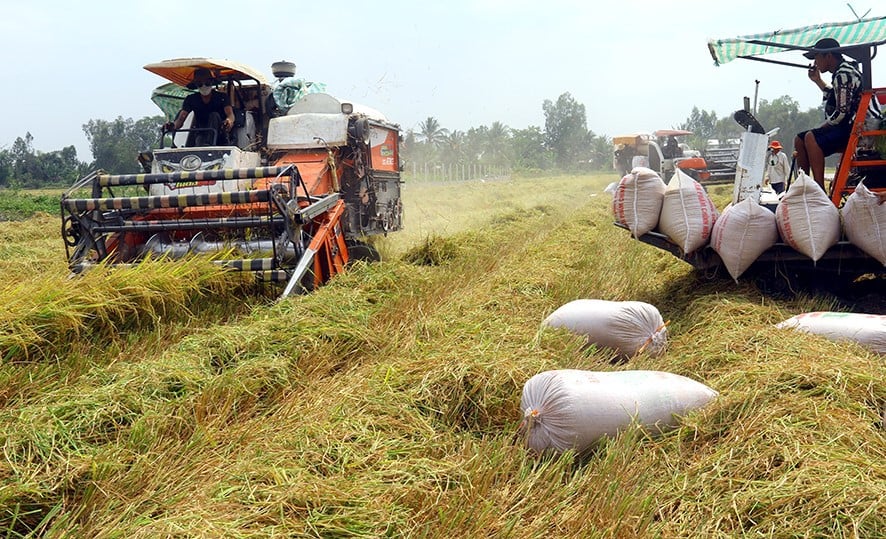  Thu hoạch lúa tại Đồng bằng sông Cửu Long. Ảnh minh hoạ