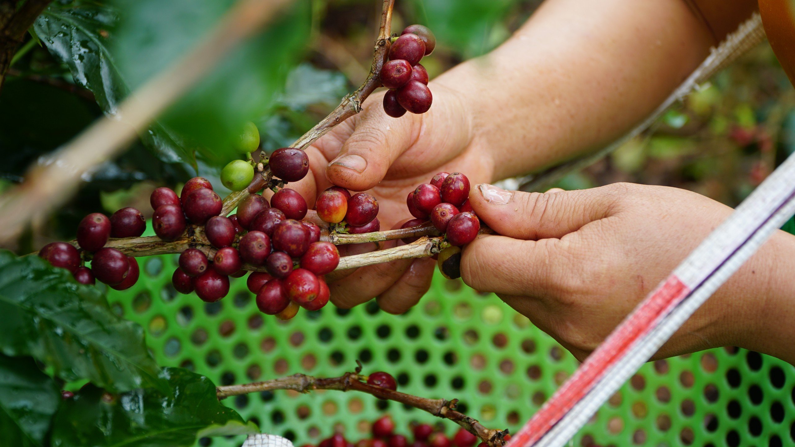  Cà Arabica khó bán và đòi hỏi phải am hiểu cũng như thu hái quả chín để đồng nhất về chất lượng. Ảnh: H.Y