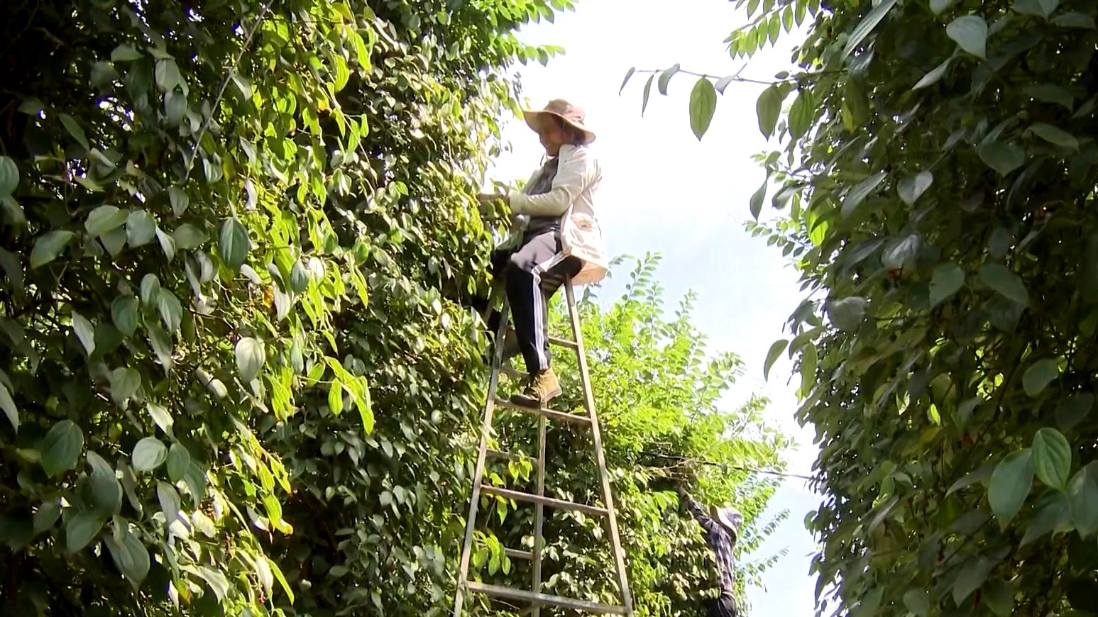  Nông dân thu hoạch hồ tiêu ở huyện Đồng Phú (Bình Phước). Ảnh: T.Thanh