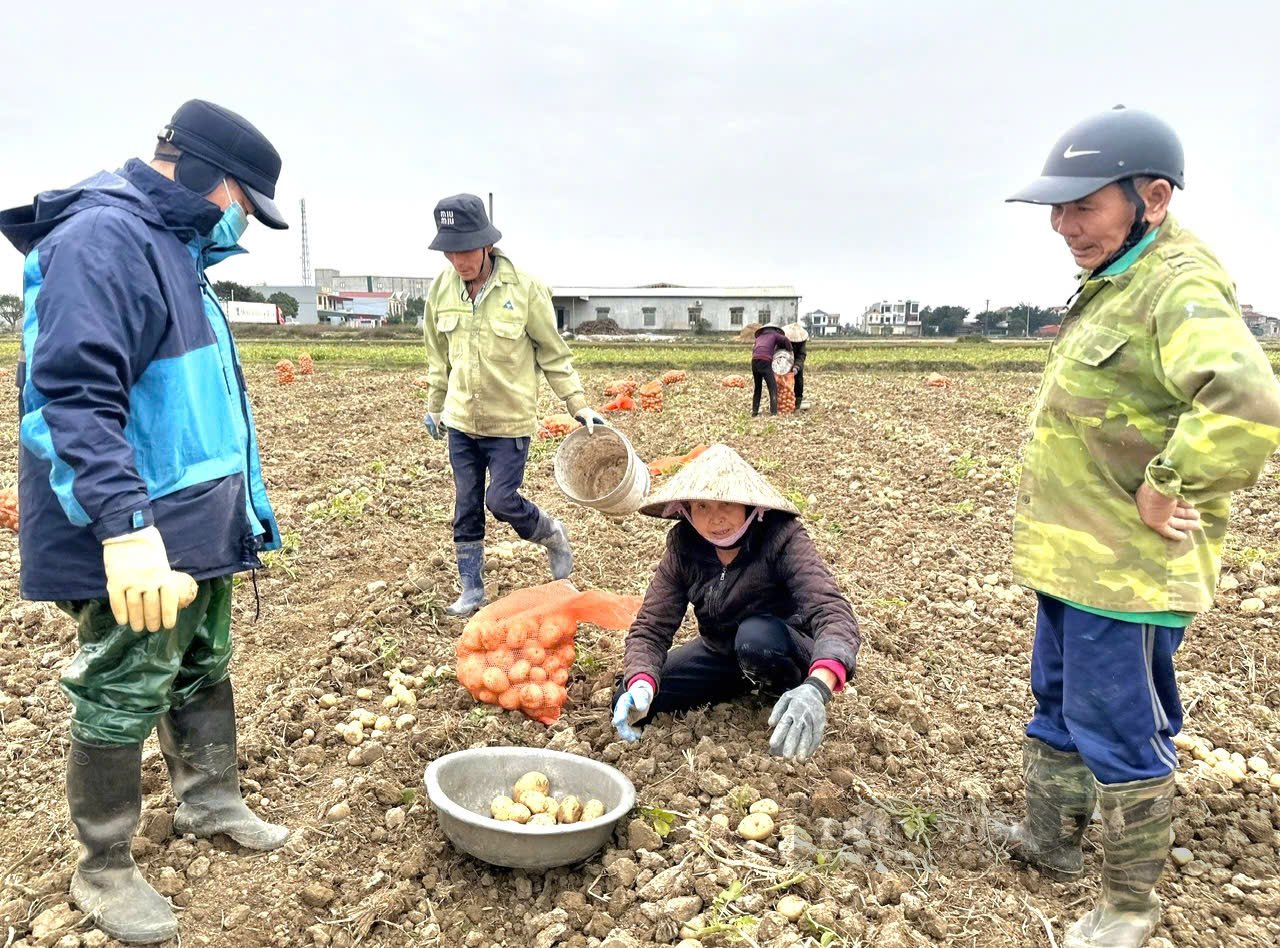  Đưa máy móc vào sản xuất giúp nông dân Ninh Bình tự tin trồng cây khoai tây. Ảnh: NL