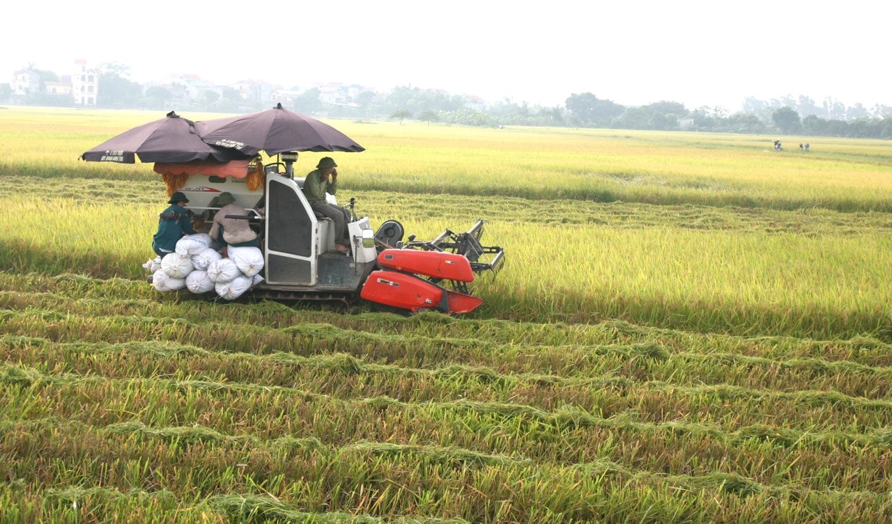  Nhiều vùng sản xuất lúa tập trung, chất lượng cao đã được mở rộng ở các địa phương. Ảnh: Minh Đỗ