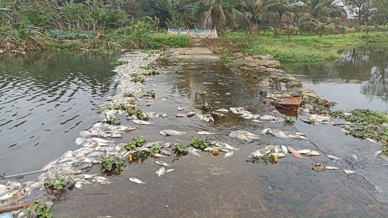  Hàng tấn cá rô phi, cá chép, cá chuối, cá mương và một số loài thủy sản khác đã bị chết và được cơ quan chức năng vớt lên tiêu hủy.