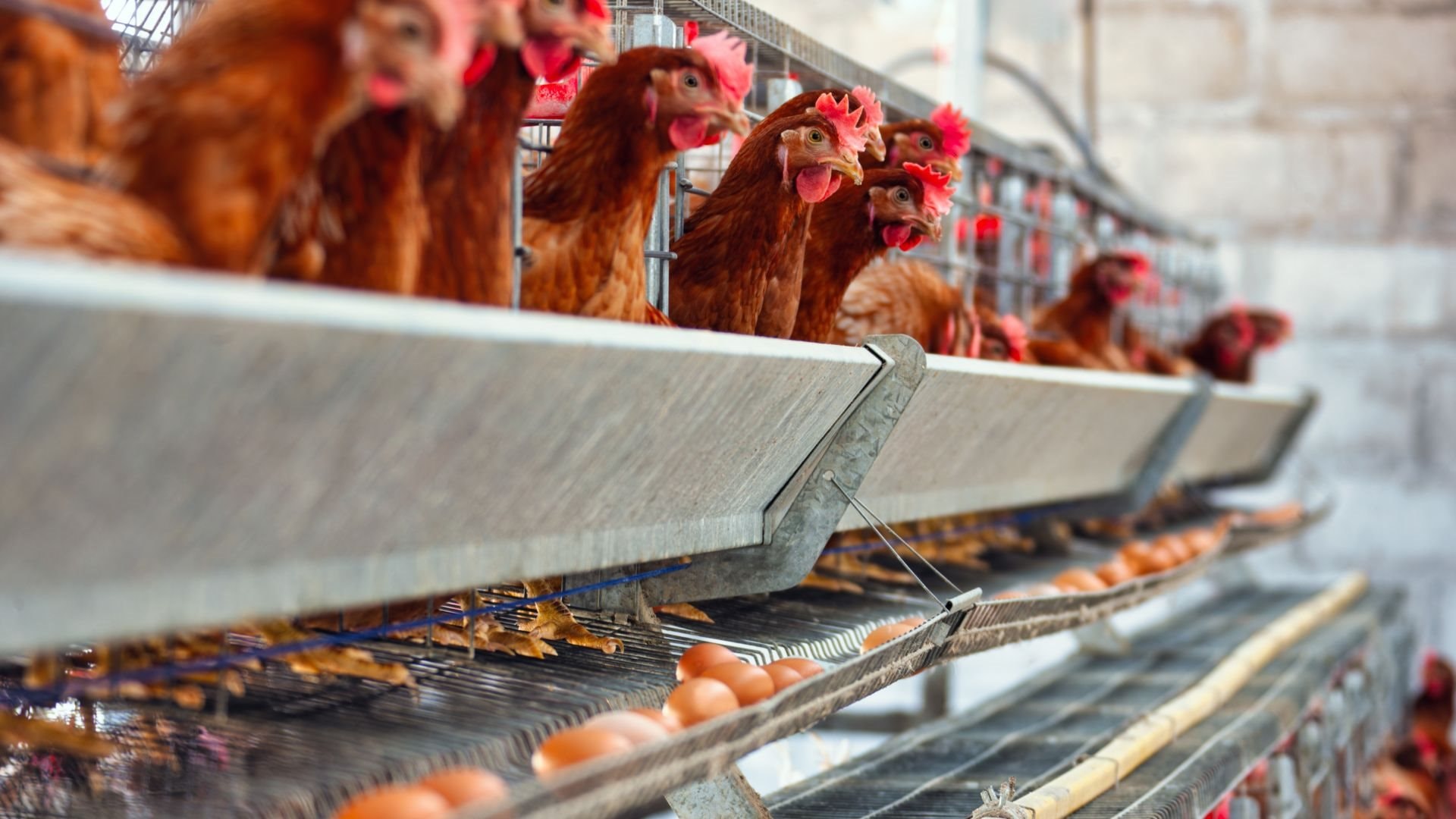 3 tháng đầu năm 2025 đã phát hiện 6 ổ dịch cúm gia cầm A/H5N1 tại 4 tỉnh, thành phố