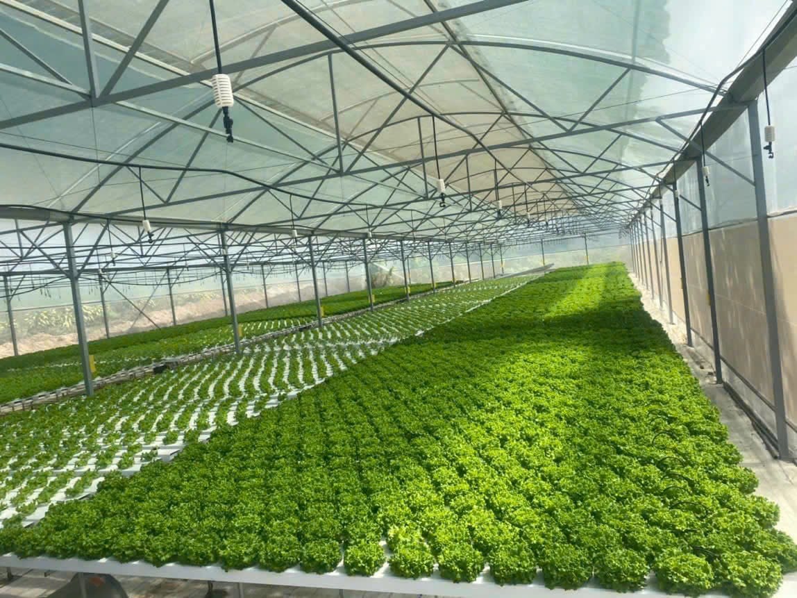 Mô hình trồng rau sạch thủy canh của Thành Tâm Farm. Ảnh Tú San