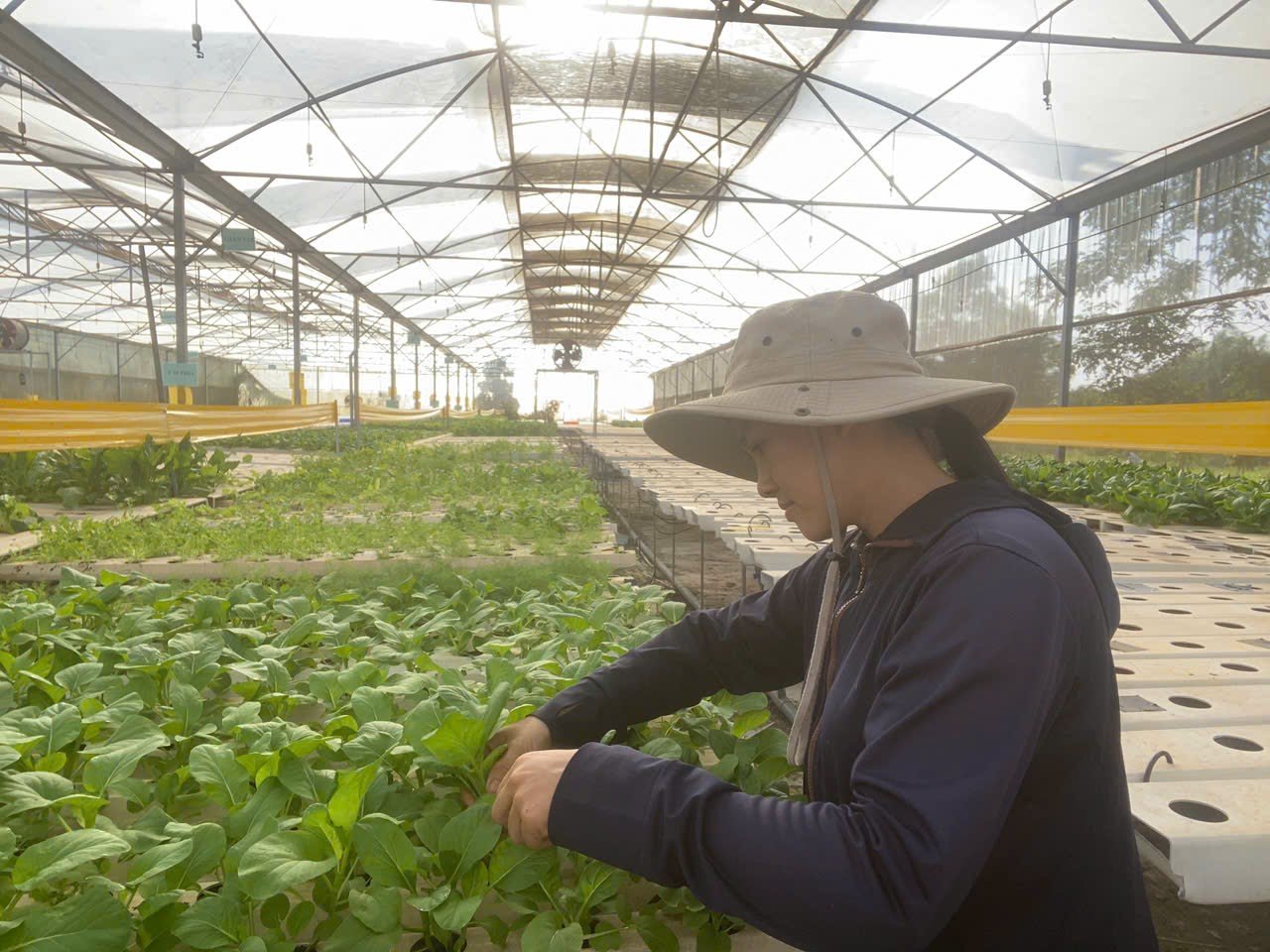 Chị Đỗ Thị Dinh đang thu hoạch sản phẩm rau sạch của Thành Tâm Farm để đưa ra thị trường. Ảnh Tú San