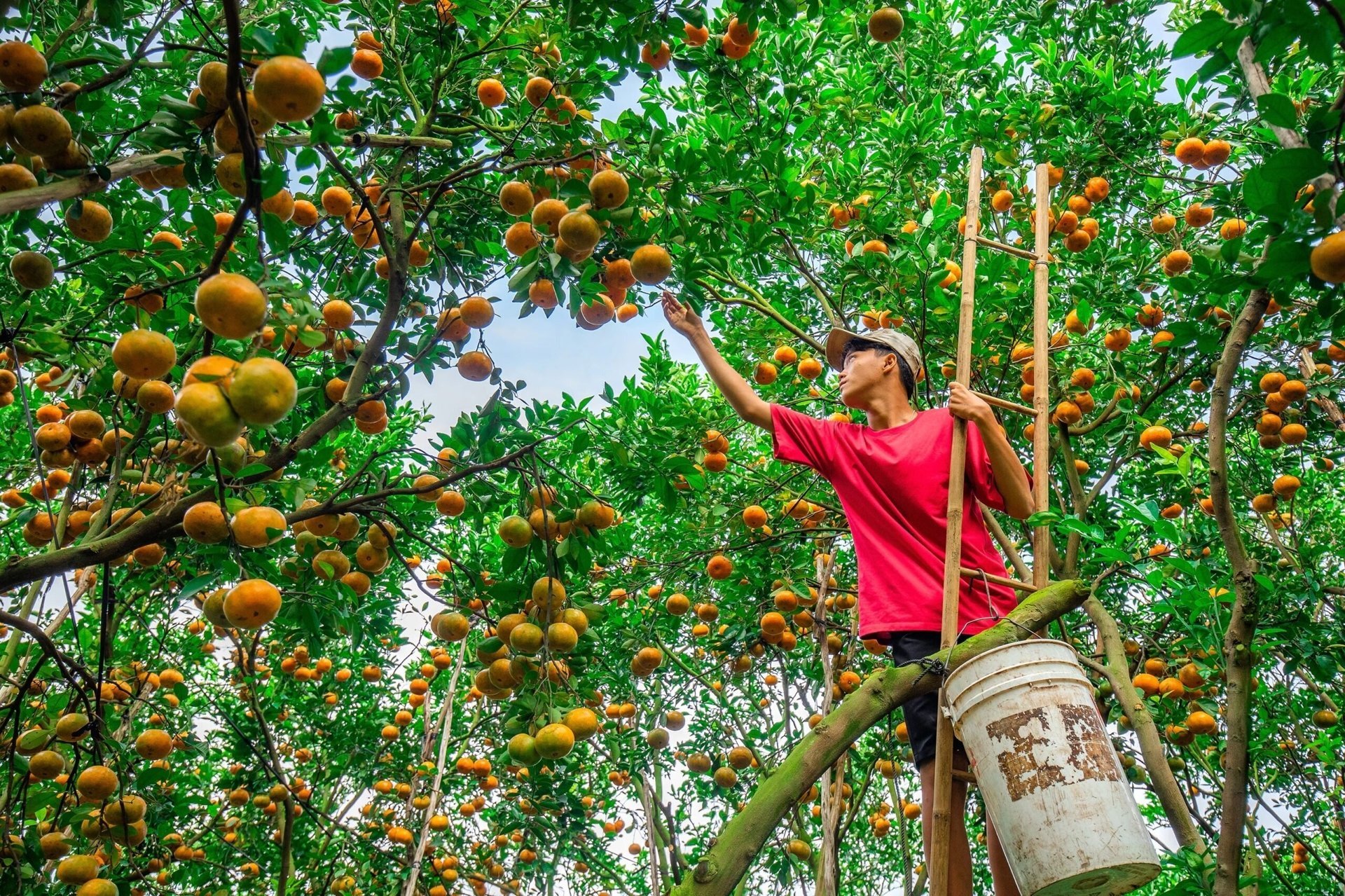 Nông dân thu hoạch quýt tại huyện Lai Vung (Đồng Tháp). Ảnh: T.L