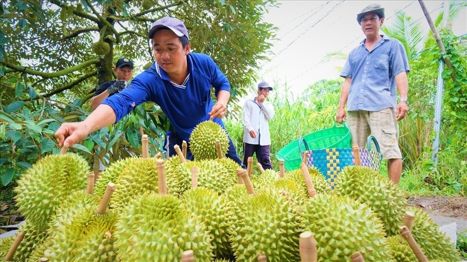 Sản phẩm xoài Cát Chu Cao Lãnh (tỉnh Đồng Tháp) đã được xuất khẩu sang Mỹ. Ảnh: Ngọc Dân