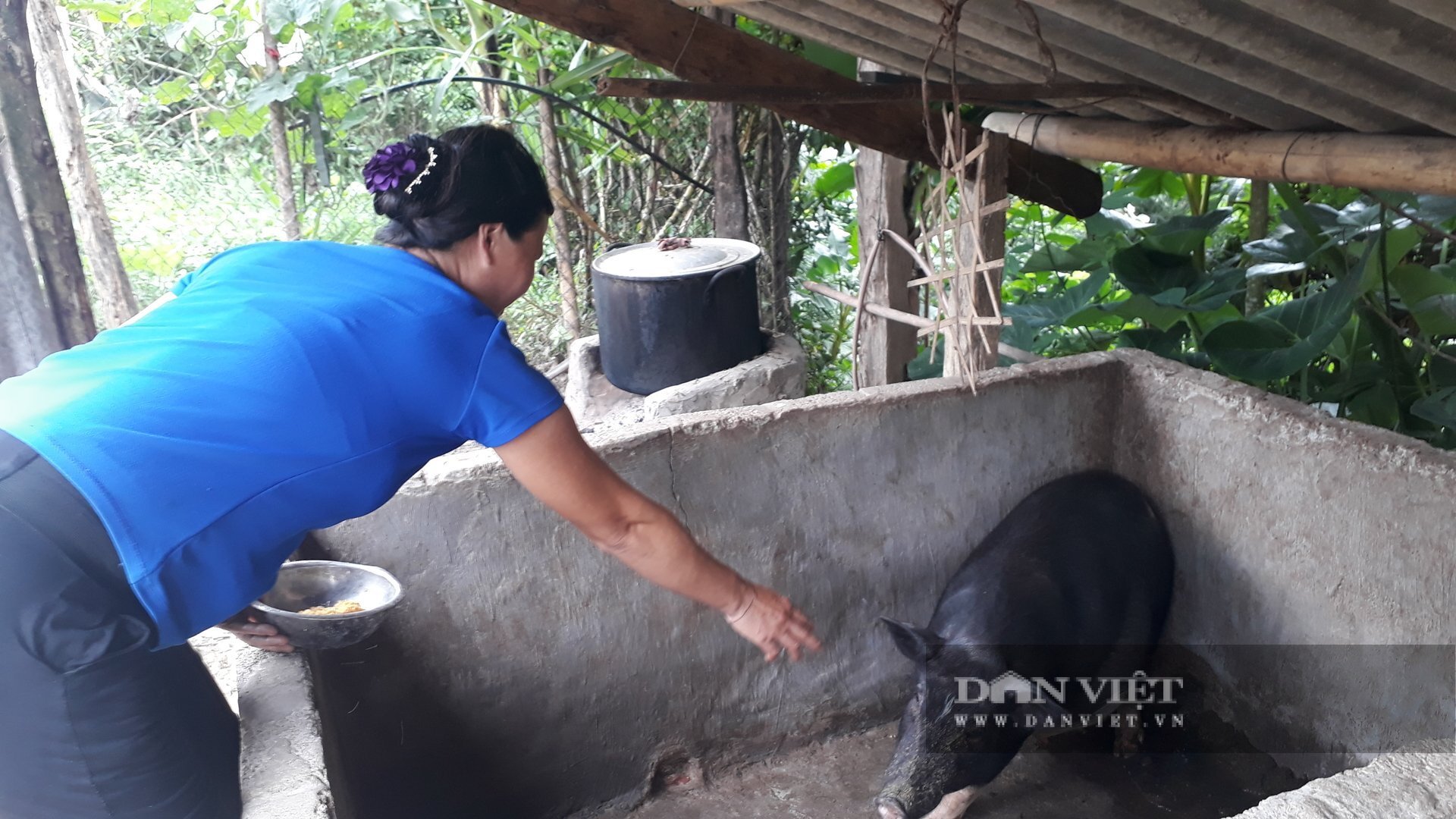 Nhiều hộ dân ở Mường Tè có thu nhập ổn định từ chăn nuôi lợn. (Ảnh: Thanh Ngân)