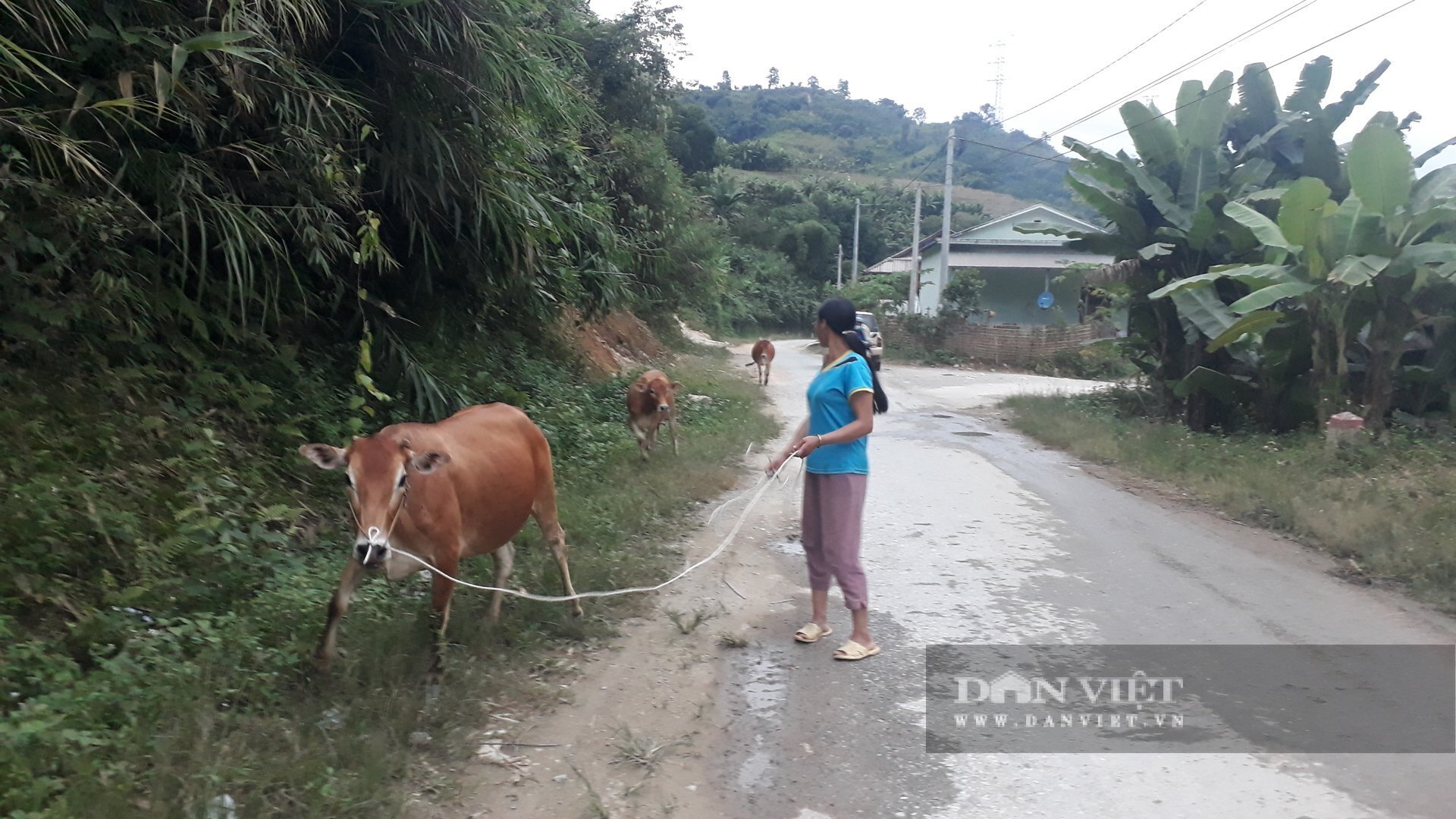 Phát triển chăn nuôi gia súc, tỷ lệ hộ nghèo ở huyện Mường Tè giảm rõ rệt. (Ảnh: Thanh Ngân)