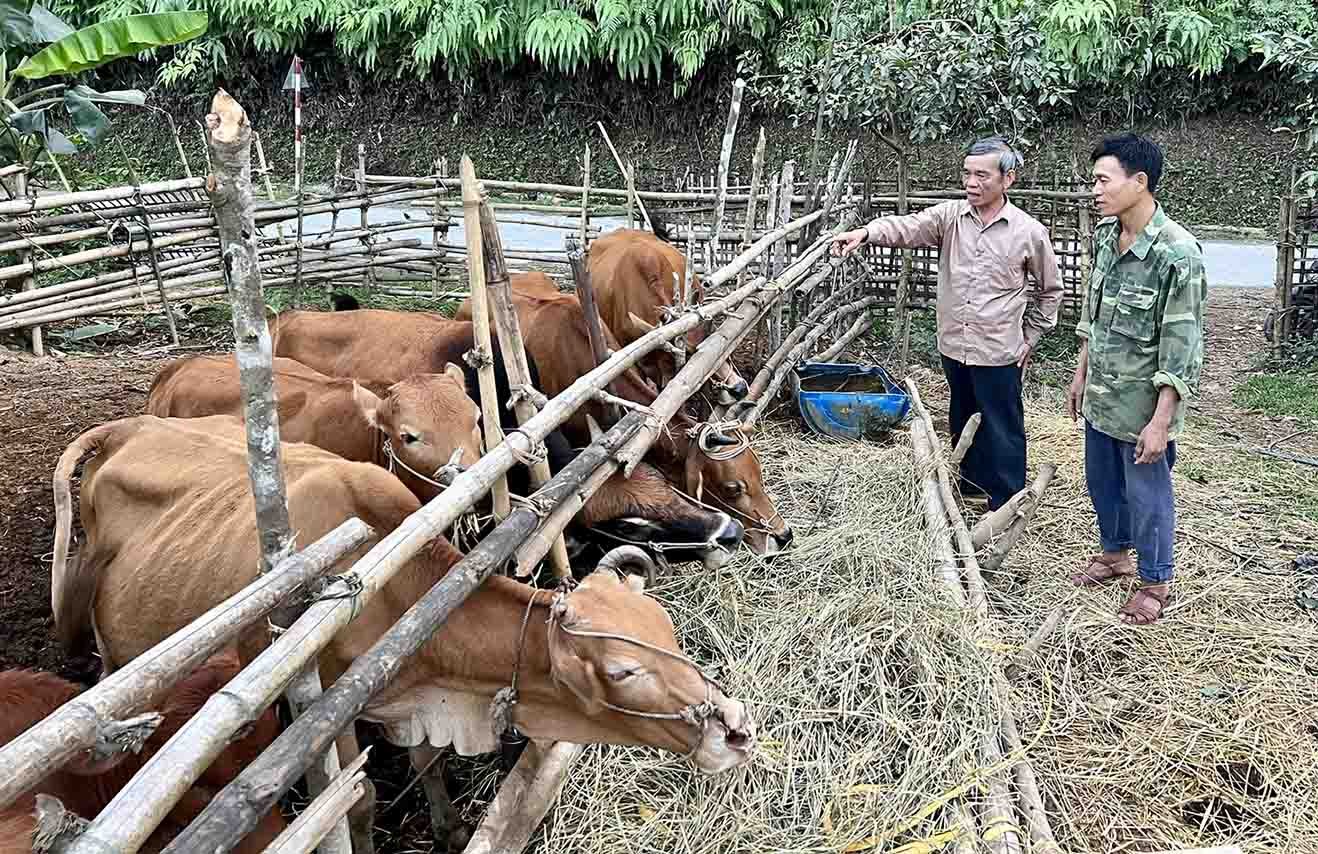 Người dân Mường Tè ngày càng mạnh dạn đầu tư chăn nuôi gia súc tập trung. (Ảnh: Gió Pư)