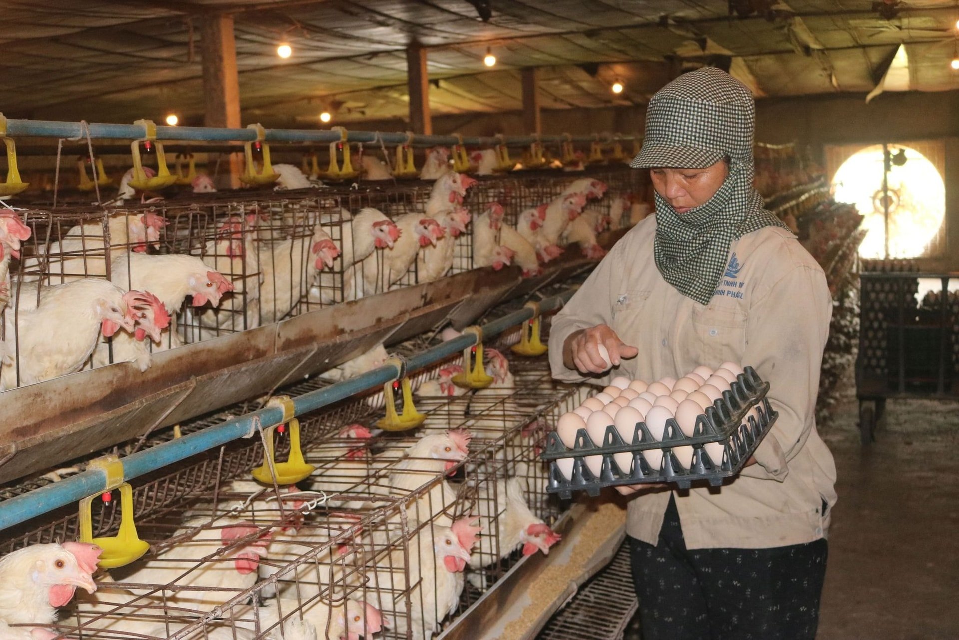 Thông tin thất thiệt ảnh hưởng lớn đến người chăn nuôi gia cầm. Ảnh: Hương Giang