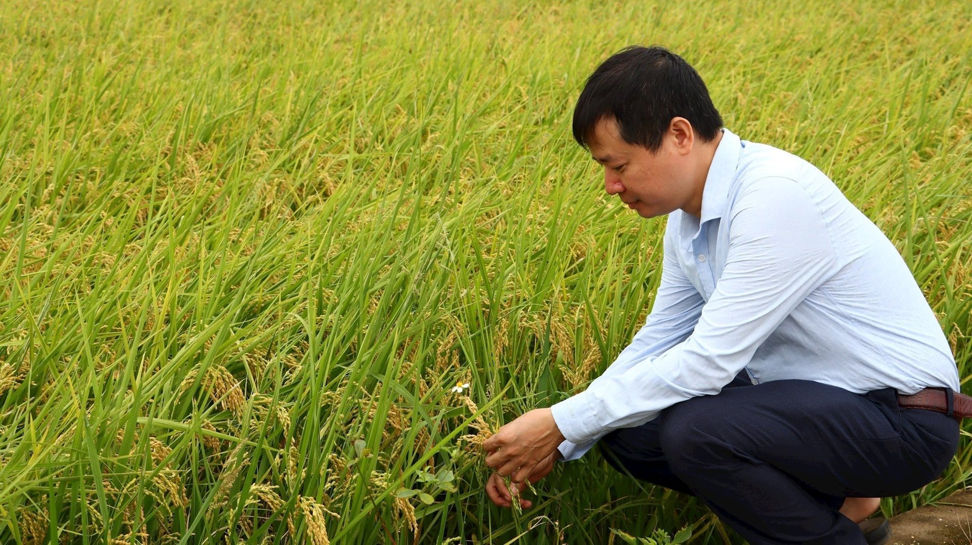 Lúa xuân đang bắt đầu chín và thu hoạch ở một số địa phương. Ảnh: Thu Phượng