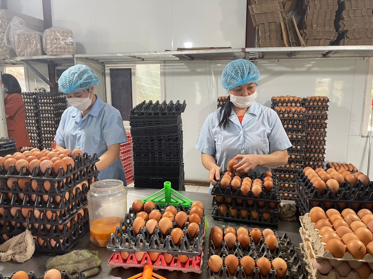 Các doanh nghiệp, hợp tác xã chăn nuôi cần liên kết xây dựng thương hiệu trứng gia cầm. Ảnh: Hương Giang