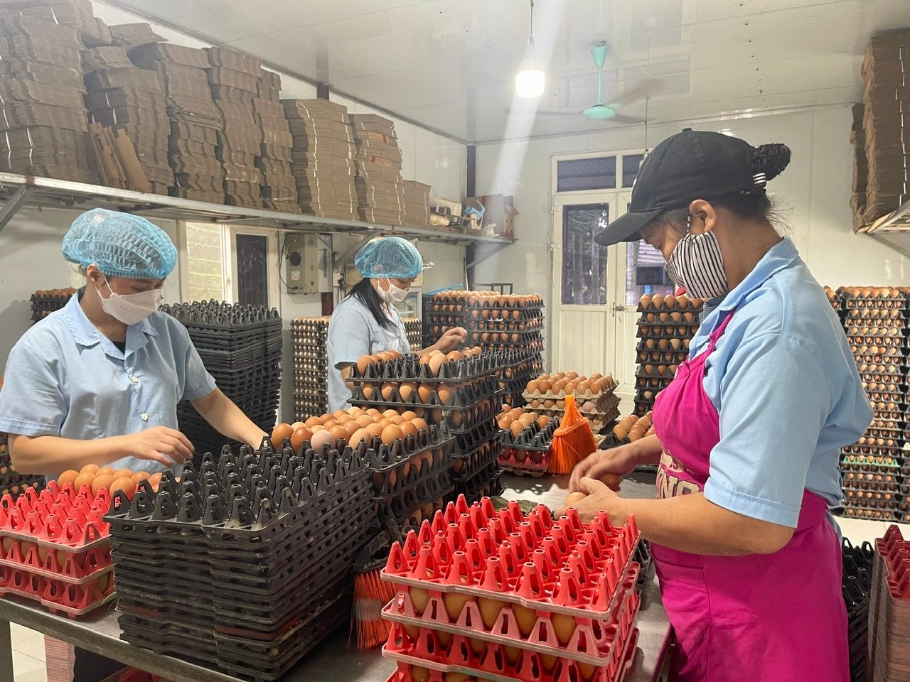 Các ngành chức năng cần xử lý nghiêm thông tin giả về trứng gia cầm, bảo vệ người chăn nuôi. Ảnh: Hương Giang