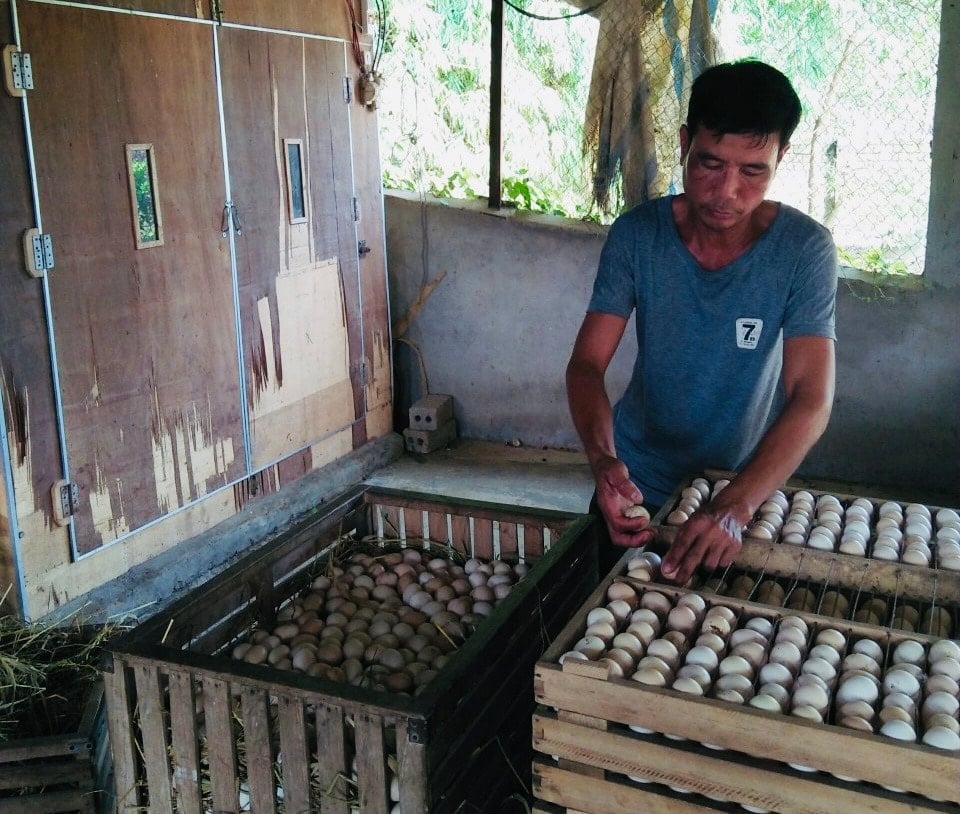 Các hộ chăn nuôi trứng gia cầm đang đối mặt với nhiều khó khăn. Ảnh: Phương Nga
