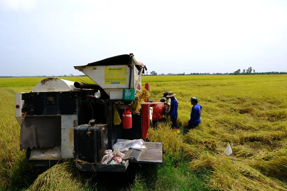 Thu hoạch lúa tại Đồng bằng sông Cửu Long. Ảnh: Lam Giang