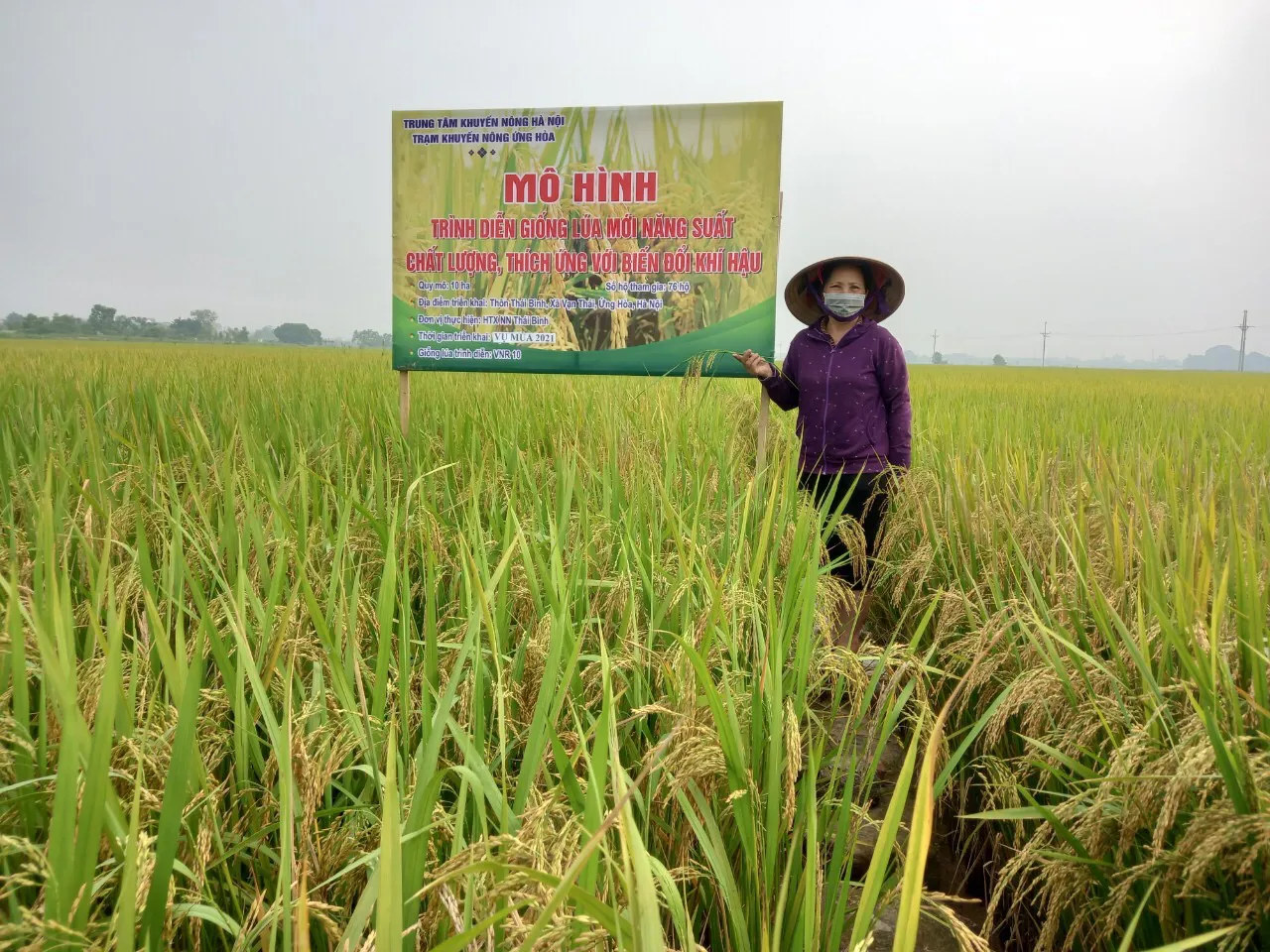 Mô hình canh tác giống lúa mới, năng suất chất lượng, thích ứng với biến đổi khí hậu tại huyện Ứng Hoà, Hà Nội. Ảnh: Ngọc Ánh