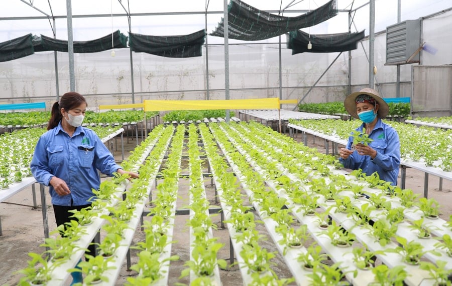 Mô hình trồng rau ứng dụng công nghệ cao tại xã Đa Tốn (huyện Gia Lâm). Ảnh: Nguyễn Quang