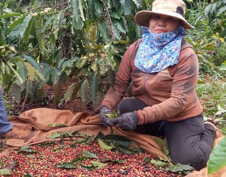 Giá cà phê giảm nhưng vẫn đang ở mức cao so với các năm, đảm bảo lợi nhuận tốt cho nông dân - Ảnh: N.TRÍ