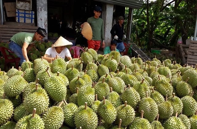 Sầu riêng năm nay chủ yếu tiêu thụ nội địa - Ảnh: Internet