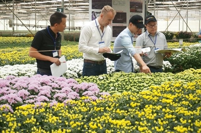 Sản phẩm hoa tươi xuất khẩu của Đà Lạt Hasfam.
