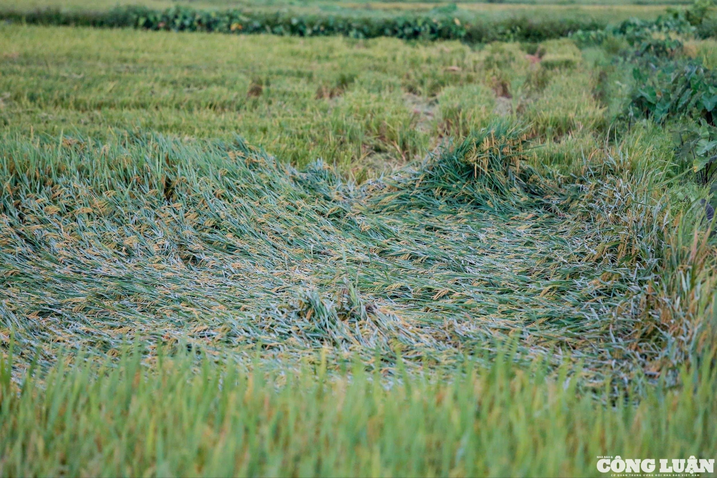 Không chỉ tại xã Tuyết Nghĩa, tình trạng lúa Đông Xuân bị đổ ngã do mưa lớn cũng được ghi nhận tại nhiều địa phương khác của huyện Quốc Oai như Cấn Hữu, Ngọc Mỹ và thị trấn Quốc Oai.