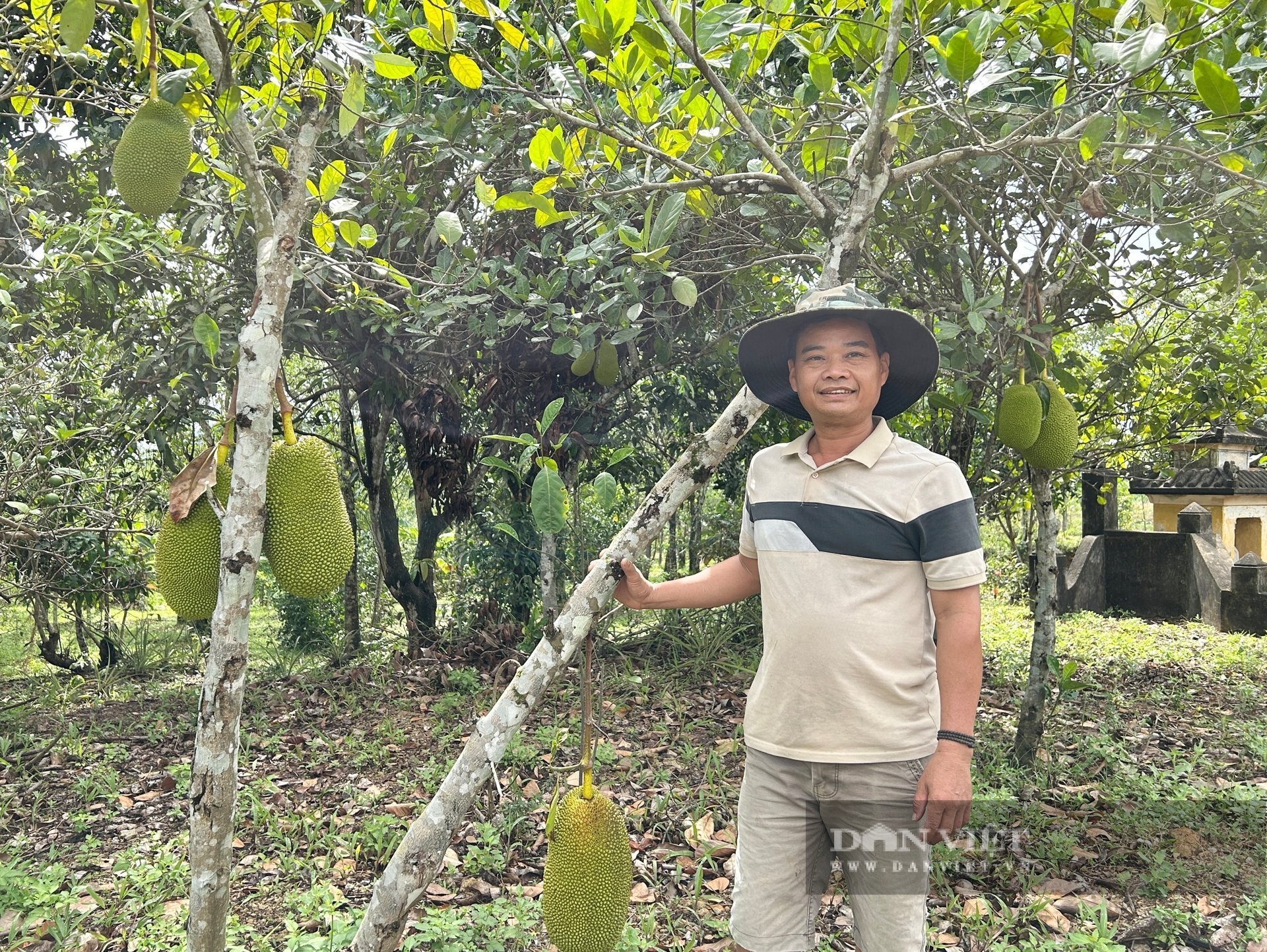 Trồng cây keo cho thu nhập thấp, anh Thu mạnh dạn chuyển sang trồng cây ăn quả. Ảnh: T.N.